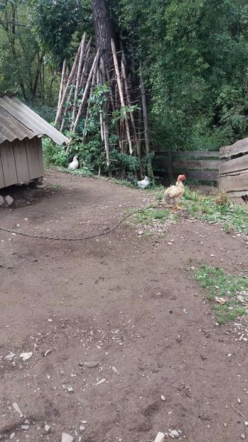 21390310_356812128074603_2073552801_o - F Gaini de tara si kabir