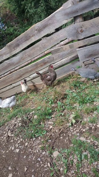 21390636_356812088074607_1477880829_o - F Gaini de tara si kabir