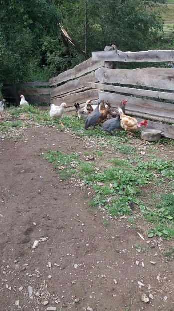 21392558_356812304741252_1482936968_o - F Gaini de tara si kabir