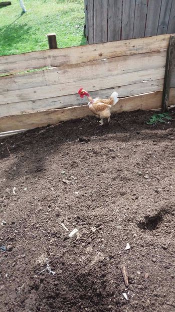 21392588_356812448074571_1294923690_o - F Gaini de tara si kabir