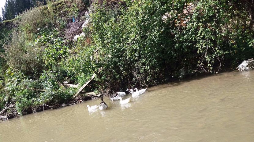 21330692_356813138074502_527461528_o - ARHIVA Rate mute - lesesti