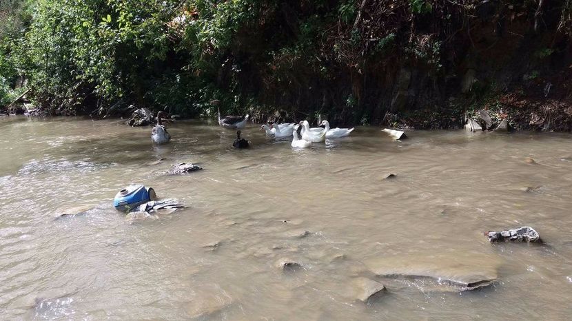 21361958_356813331407816_248438523_o - ARHIVA Rate mute - lesesti