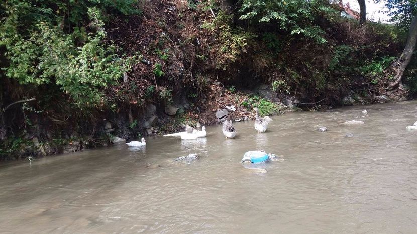 21362025_356813924741090_1828557224_o - ARHIVA Rate mute - lesesti