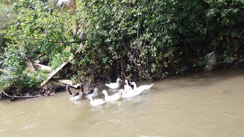 21362119_356813088074507_1818707248_o - ARHIVA Rate mute - lesesti