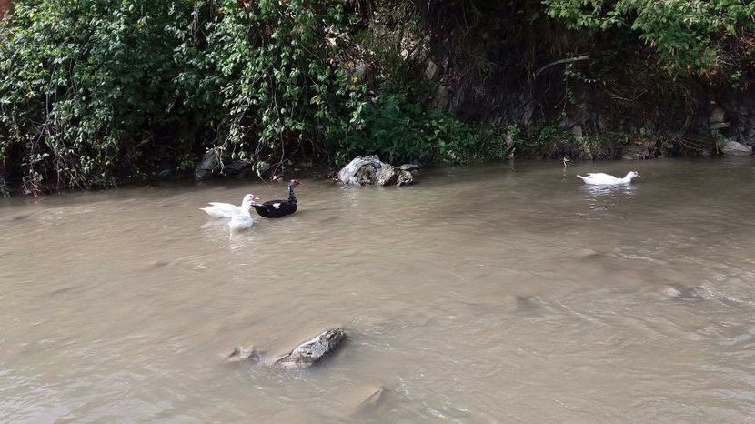 21362174_356813871407762_913506368_o - ARHIVA Rate mute - lesesti