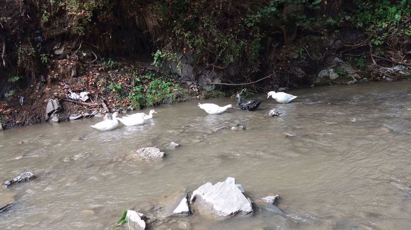 21362270_356812508074565_1007586041_o - ARHIVA Rate mute - lesesti