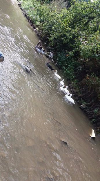 21362317_356813284741154_267480285_o - ARHIVA Rate mute - lesesti