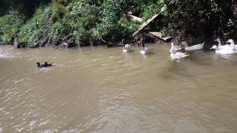 21362383_356812991407850_156940902_o - ARHIVA Rate mute - lesesti