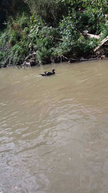 21363174_356812934741189_1843571829_o - ARHIVA Rate mute - lesesti