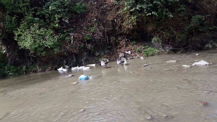 21363174_356813841407765_1892102319_o - ARHIVA Rate mute - lesesti