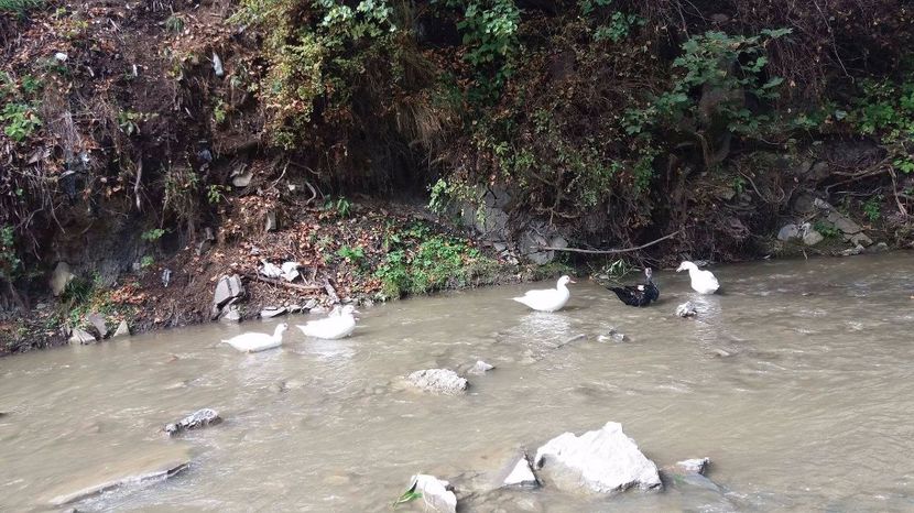 21363222_356812588074557_216527002_o - ARHIVA Rate mute - lesesti