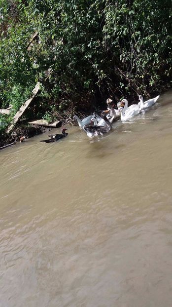 21363251_356812918074524_1519137221_o - ARHIVA Rate mute - lesesti