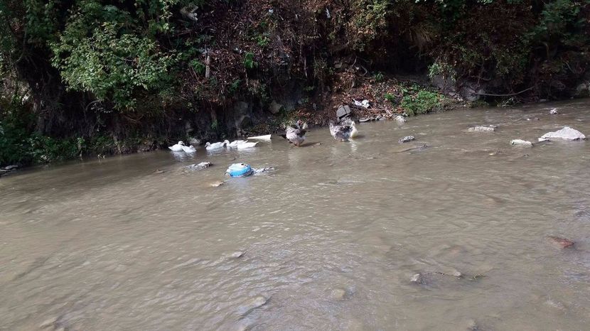 21363256_356813844741098_1426738988_o - ARHIVA Rate mute - lesesti