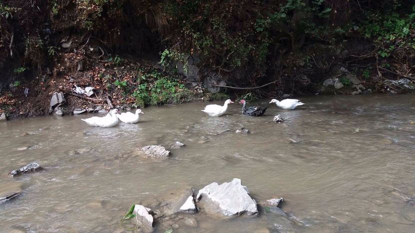 21363283_356812534741229_1576526713_o - ARHIVA Rate mute - lesesti