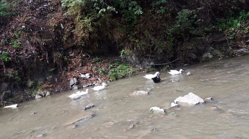 21363322_356812684741214_1138408690_o - ARHIVA Rate mute - lesesti