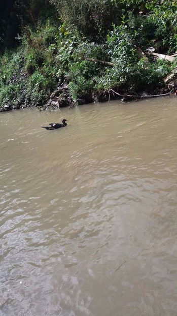 21363360_356812954741187_587902202_o - ARHIVA Rate mute - lesesti