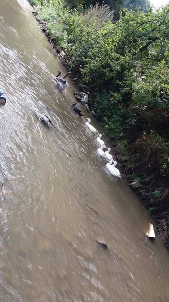 21363478_356813264741156_1205734831_o - ARHIVA Rate mute - lesesti