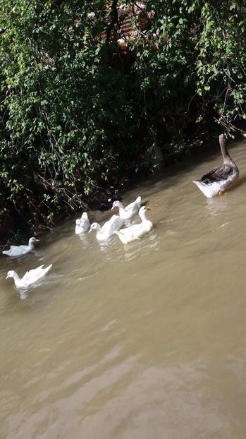 21363543_356812848074531_1482381620_o - ARHIVA Rate mute - lesesti