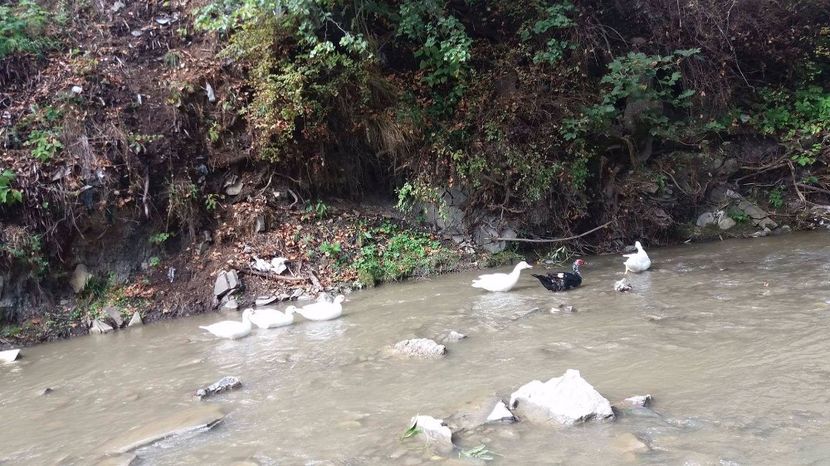 21363630_356812658074550_110796930_o - ARHIVA Rate mute - lesesti