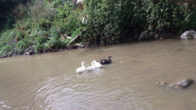 21389227_356813921407757_525635257_o (1) - ARHIVA Rate mute - lesesti