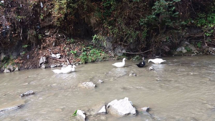 21389320_356812564741226_1116915640_o - ARHIVA Rate mute - lesesti