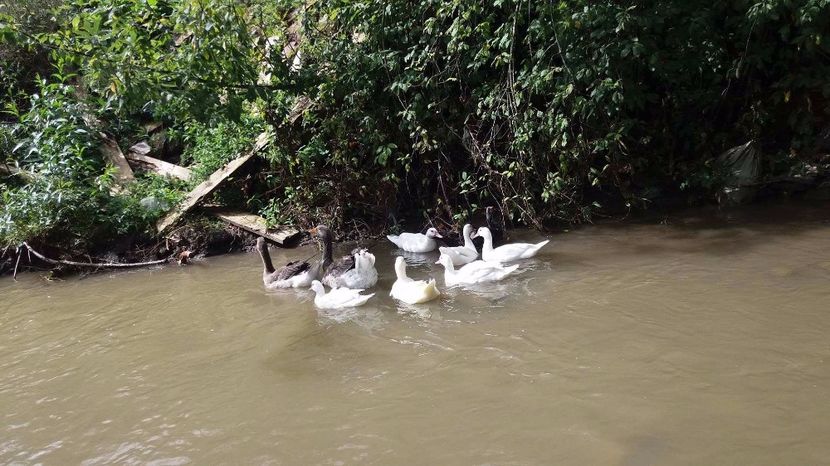 21389334_356813114741171_1545000655_o - ARHIVA Rate mute - lesesti