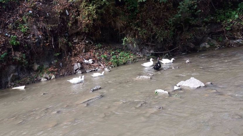 21389354_356812718074544_124385891_o - ARHIVA Rate mute - lesesti