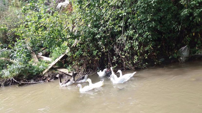 21389408_356813071407842_1055881292_o - ARHIVA Rate mute - lesesti