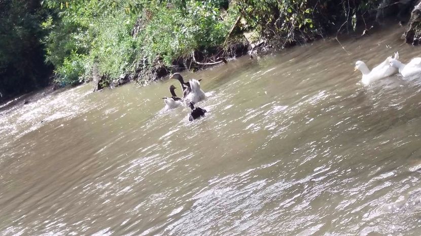 21389500_356813221407827_530271110_o - ARHIVA Rate mute - lesesti