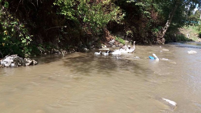 21390356_356812724741210_196821472_o - ARHIVA Rate mute - lesesti