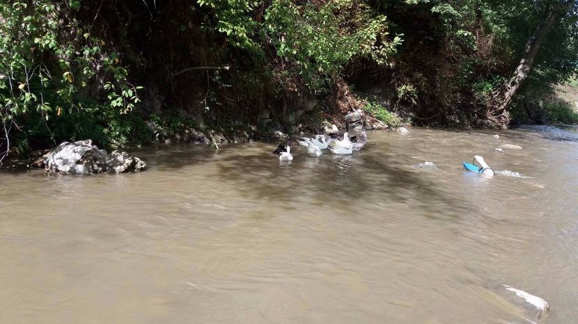 21390357_356812778074538_341639300_o (1) - ARHIVA Rate mute - lesesti