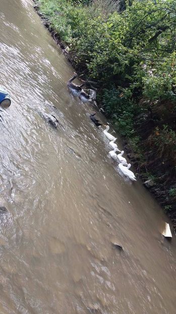 21390405_356813304741152_2146488911_o - ARHIVA Rate mute - lesesti