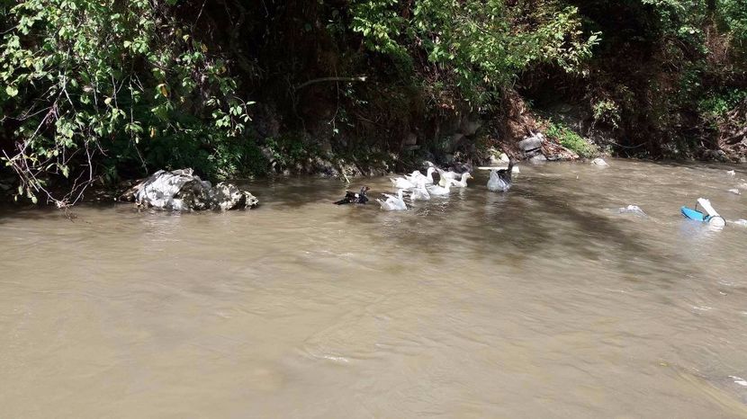 21390499_356812811407868_1223260786_o - ARHIVA Rate mute - lesesti