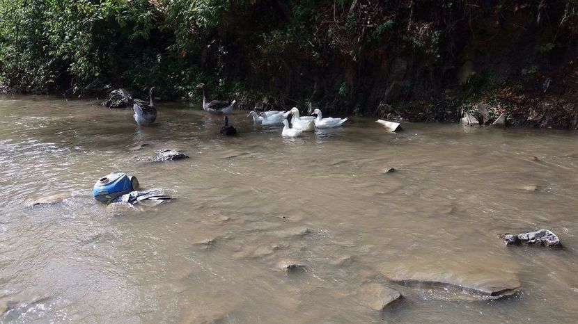 21392737_356813314741151_127932036_o - ARHIVA Rate mute - lesesti