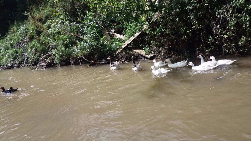 21392849_356812968074519_20671229_o - ARHIVA Rate mute - lesesti