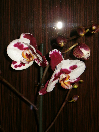16 febr 2010 - Orhidee
