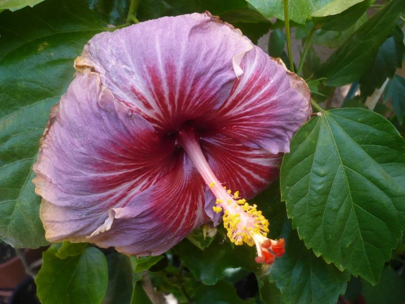 P1340733 - HIBISCUSI 2017-4