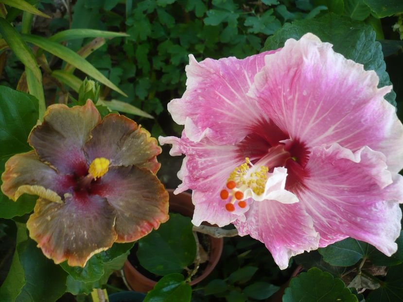 P1340742 - HIBISCUSI 2017-4