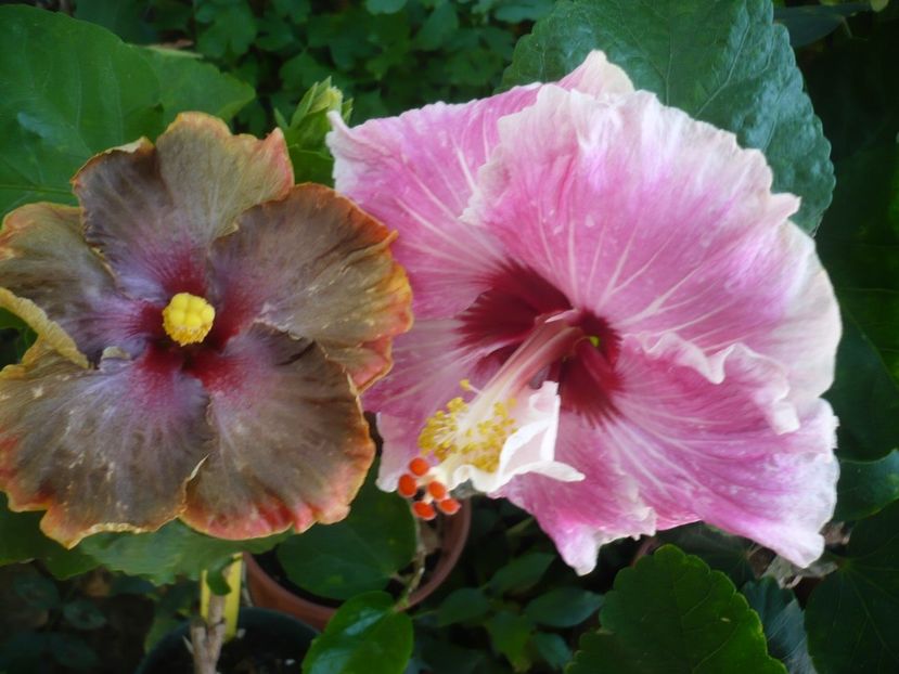 P1340744 - HIBISCUSI 2017-4