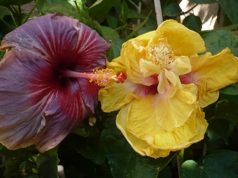 P1340745 - HIBISCUSI 2017-4