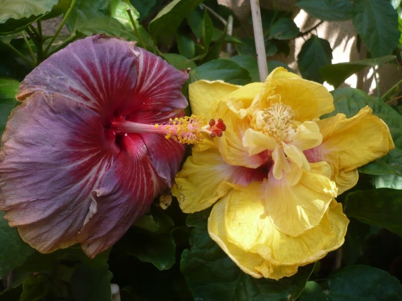 P1340746 - HIBISCUSI 2017-4