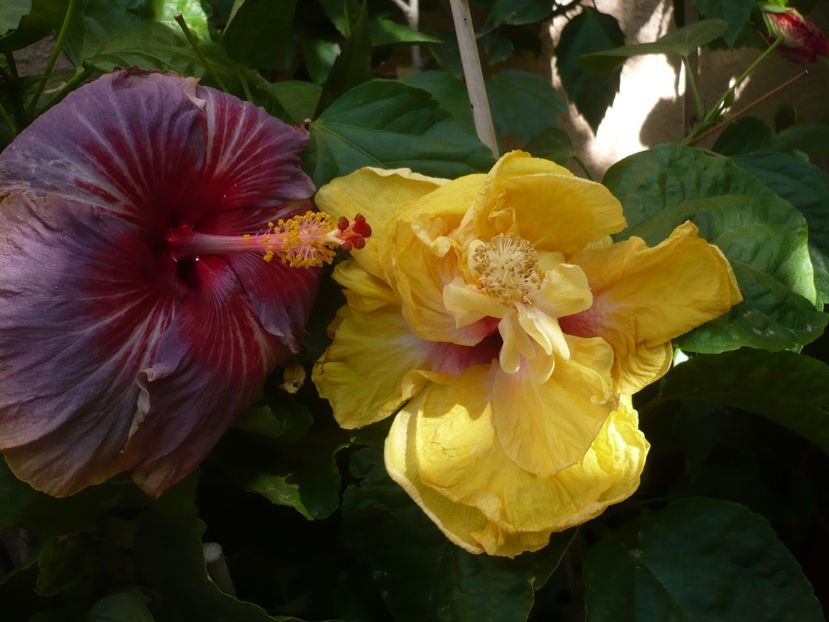 P1340747 - HIBISCUSI 2017-4