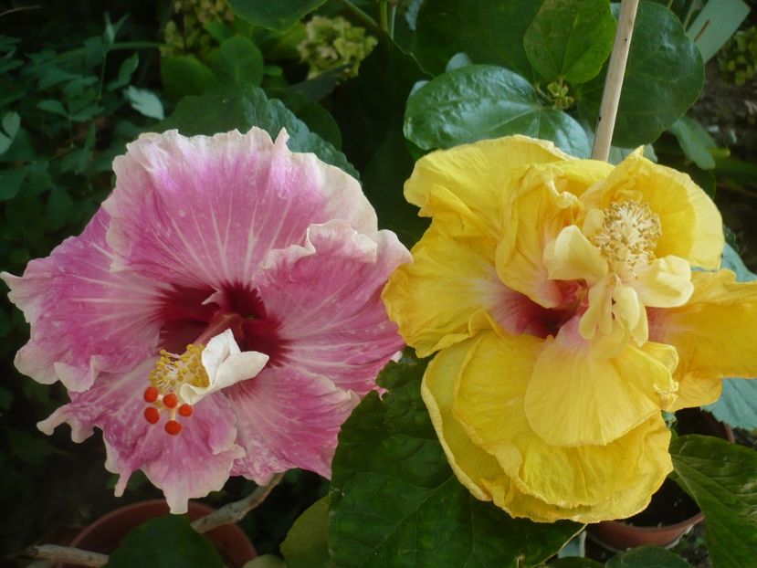 P1340748 - HIBISCUSI 2017-4