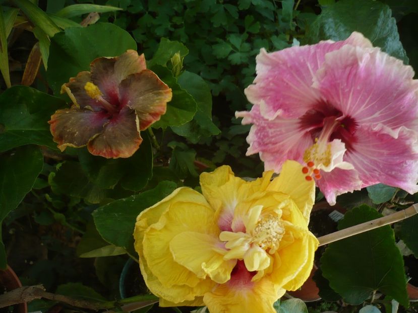 P1340751 - HIBISCUSI 2017-4