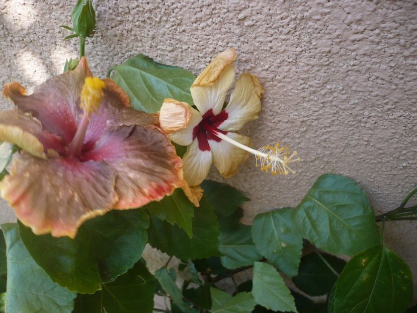 P1340753 - HIBISCUSI 2017-4