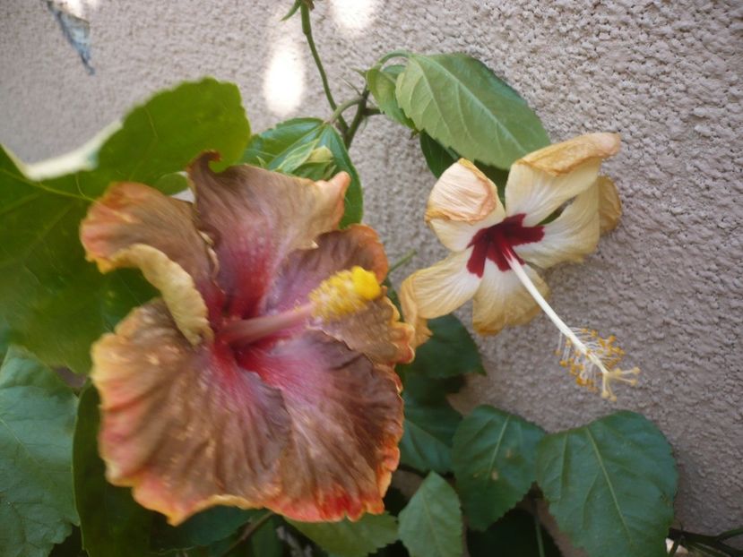 P1340755 - HIBISCUSI 2017-4