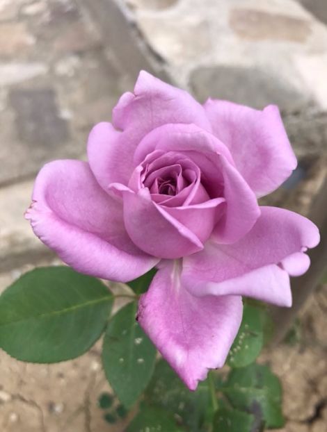 pus in toamna 2016 - Trandafiri 2017