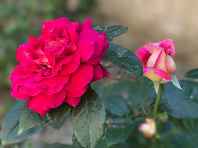 Kronenburg - Trandafiri 2017