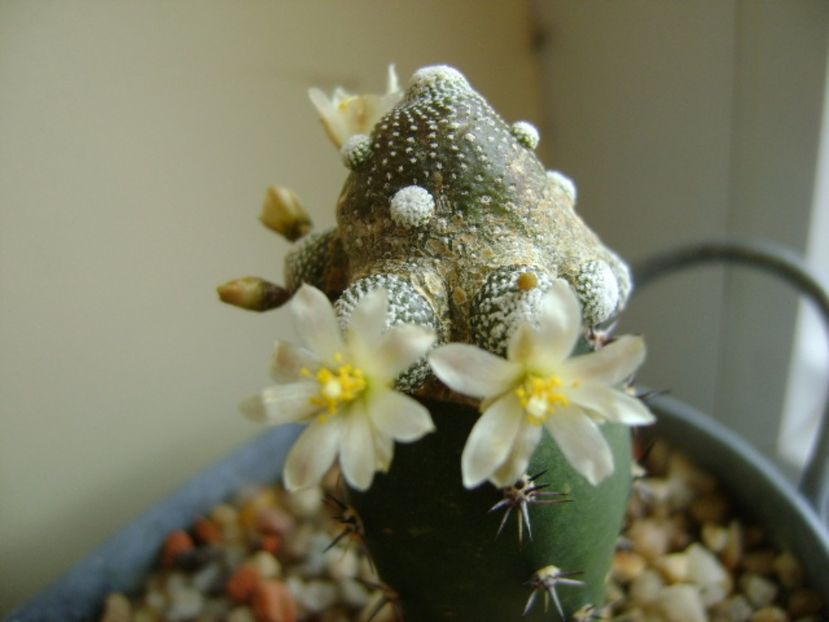 Blossfeldia liliputana - Cactusi 2017 final de an