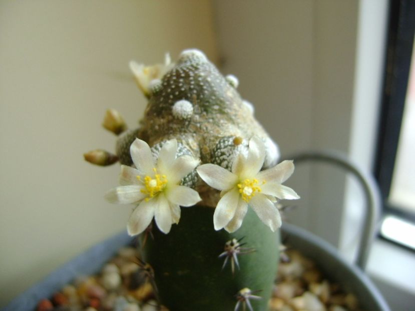 Blossfeldia liliputana - Cactusi 2017 final de an